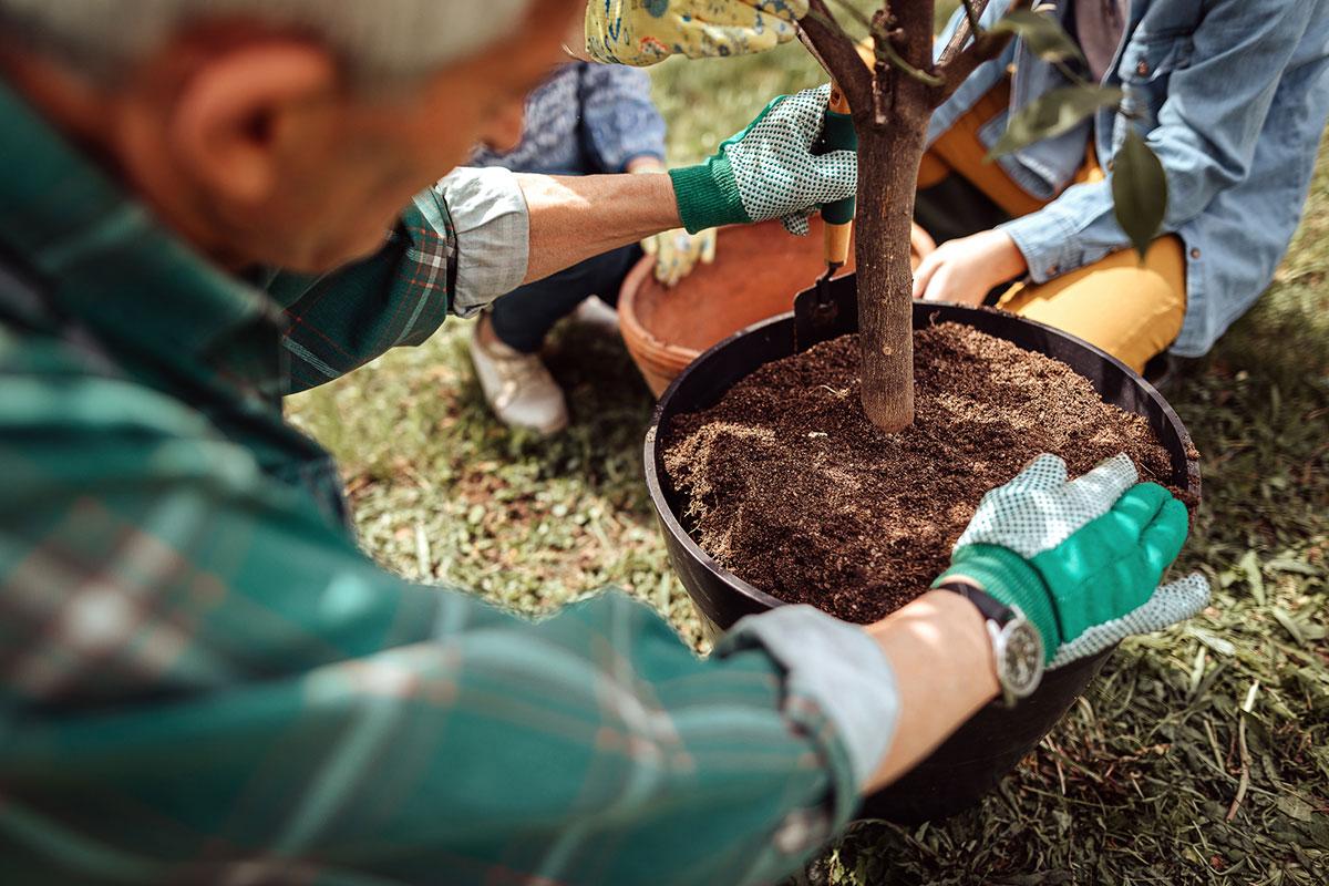 A family planting a tree from a pot.